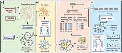 Inference of pan-cancer related genes by orthologs matching based on enhanced LSTM model